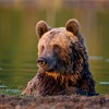 Brown bear (Ursus arctos) close-up of adult in lake, Finland, June 2009. 